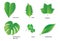 Tropical Leaves with Botanical names