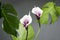 Tropical leaves, calla flowers against grey background.Tropical garden