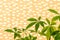 Tropical leaves in curtains with pattern background