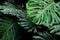 Tropical leaves exotic floral pattern of split leaf philodendron