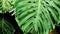 Tropical leaves exotic plant nature background, close-up shot of split-leaf philodendron Monstera Monstera deliciosa the forest