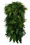 Tropical leaves foliage plant bush floral arrangement, vertical