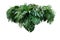 Tropical leaves foliage plant jungle bush floral arrangement nat