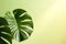 tropical leaves isolated against a solid color background, emphasizing the exotic and vibrant nature of these foliage.