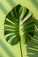 tropical leaves isolated against a solid color background, emphasizing the exotic and vibrant nature of these foliage.
