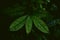 Tropical leaves in a jungle, dark and moody shot