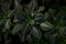 Tropical leaves in a jungle, dark and moody shot