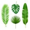 Tropical leaves. Jungle green plant nature realistic vector element