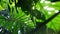 Tropical leaves Monstera exotic plant swaying in wind against sunlight with sunbeam and sun flare, nature green rainforest