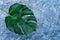 Tropical leaves of Monstera on a gray background. Creative layout of real tropical leaves on a green background. Summer concept. F