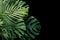 Tropical leaves Monstera philodendron, fern and palm leaves ornamental foliage plants flora arrangement nature backdrop on black