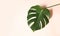 Tropical leaves Monstera on pink background. Abstarct Flat lay and top view. Green tropical leaf of monstera pink