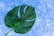 Tropical leaves of Monstera on a sky blue background. Creative layout of real tropical leaves on a green background. Summer concep