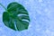 Tropical leaves of Monstera on a sky blue background. Creative layout of real tropical leaves on a green background. Summer concep