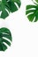 Tropical leaves Monstera white background copy space top view flat lay