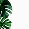 Tropical leaves Monstera white background copy space top view flat lay