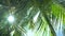 Tropical leaves palm exotic plant swaying in wind against sunlight with sunbeam and sun flare, nature green rainforest