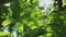 Tropical leaves Philodendron and palm leaves swaying in wind on blurred bokeh green rainforest nature background