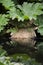 Tropical leaves reflected in water