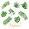 Tropical leaves. Set of isolated exotic leaves design elements