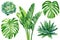 Tropical leaves set. Jungle botanical watercolor illustrations, floral elements. monstera, Palm leaf and succulents