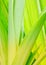 Tropical leaves striped and textured, concept background