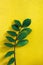 Tropical leaves ZZ plant Zamioculcas zamiifoliaon or emerald palm on vibrant yellow concrete wall color background, trendy