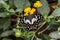 Tropical lemon butterfly on flowers