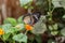 Tropical leopard lace butterfly