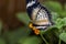 Tropical leopard lace butterfly