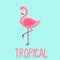 Tropical Lettering illustration with Pink Flamingo. Vector isolated illustration