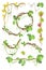 Tropical liana creeper plant decorative elements set, flat vector isolated illustration.