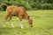 A tropical light Asian cow calf grazes on green grass