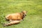 Tropical light Asian cow with a child resting lying on a green meadow