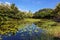 Tropical lily pond