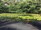 Tropical Lily Pond on the Big Island