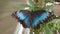 Tropical live butterfly - exotic insects with colorful wings