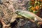 Tropical lizard in terrarium. Iguana closeup photo. Exotic animal banner template. Tropical reptile care and housing