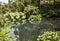 Tropical looking pond with abundant vegetation