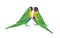 Tropical lorikeets parrots. Exotic lori birds couple. Colorful-feathered parakeets, jungle rainbow loriinae. Cute wild