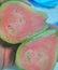 Tropical Louisiana Pink Guava fruit