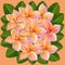 Tropical lush bouquet with green exotic leaves and pink and gold flowers. Frangipani Plumeria Tropical Flowers on pink