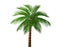 Tropical lush dark green palm tree. illustration