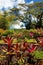 Tropical lush garden on the Caribbean island of St Kitts