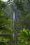 Tropical lush green waterfall in the middle of jungle