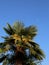 Tropical Lush palm tree with many dates