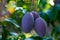 Tropical mango tree with big purple ripe mango fruits growing in orchard on Gran Canaria island, Spain. Cultivation of mango