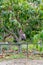 Tropical mango tree with big ripe mango fruits growing in orchard on Gran Canaria island, Spain. Cultivation of mango fruits on