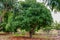 Tropical mango tree growing in orchard on Gran Canaria island, Spain. Cultivation of mango fruits on plantation