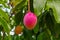 Tropical mango tree with one big ripe mango fruits growing in orchard on Gran Canaria island, Spain. Cultivation of mango fruits